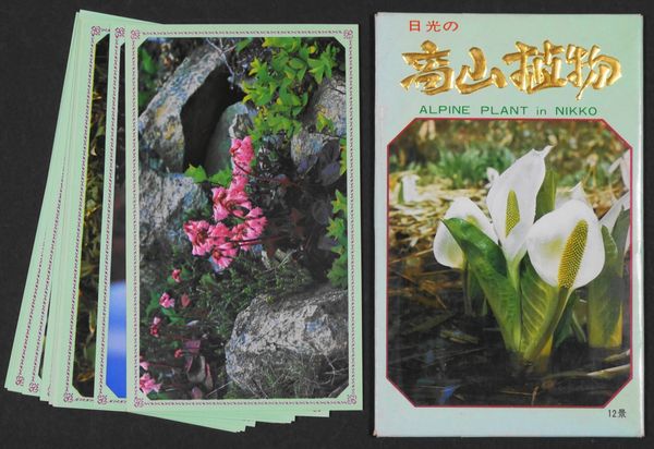 ★☆絵はがき　日光の高山植物?。保裁顶互氓?☆★