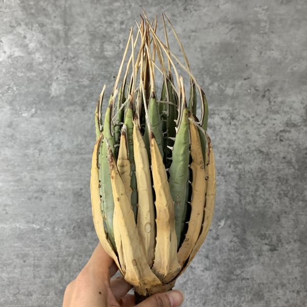 【F624】【US現地球！選抜輸入 ！】アガベ ユタエンシス エボリスピナ Agave utahensis eborispina ( チタノタ レッドキャット )_画像3