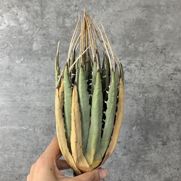 【F624】【US現地球！選抜輸入 ！】アガベ ユタエンシス エボリスピナ Agave utahensis eborispina ( チタノタ レッドキャット )_画像2