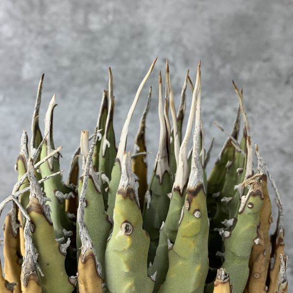 【F622】【US現地球！選抜輸入 ！】アガベ ユタエンシス エボリスピナ Agave utahensis eborispina ( チタノタ レッドキャット )_画像6