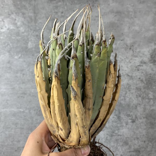 【F622】【US現地球！選抜輸入 ！】アガベ ユタエンシス エボリスピナ Agave utahensis eborispina ( チタノタ レッドキャット )_画像2