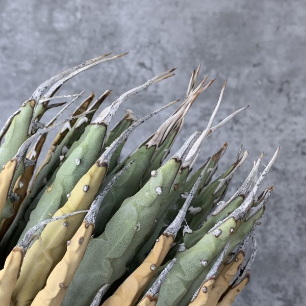 【F622】【US現地球！選抜輸入 ！】アガベ ユタエンシス エボリスピナ Agave utahensis eborispina ( チタノタ レッドキャット )_画像5