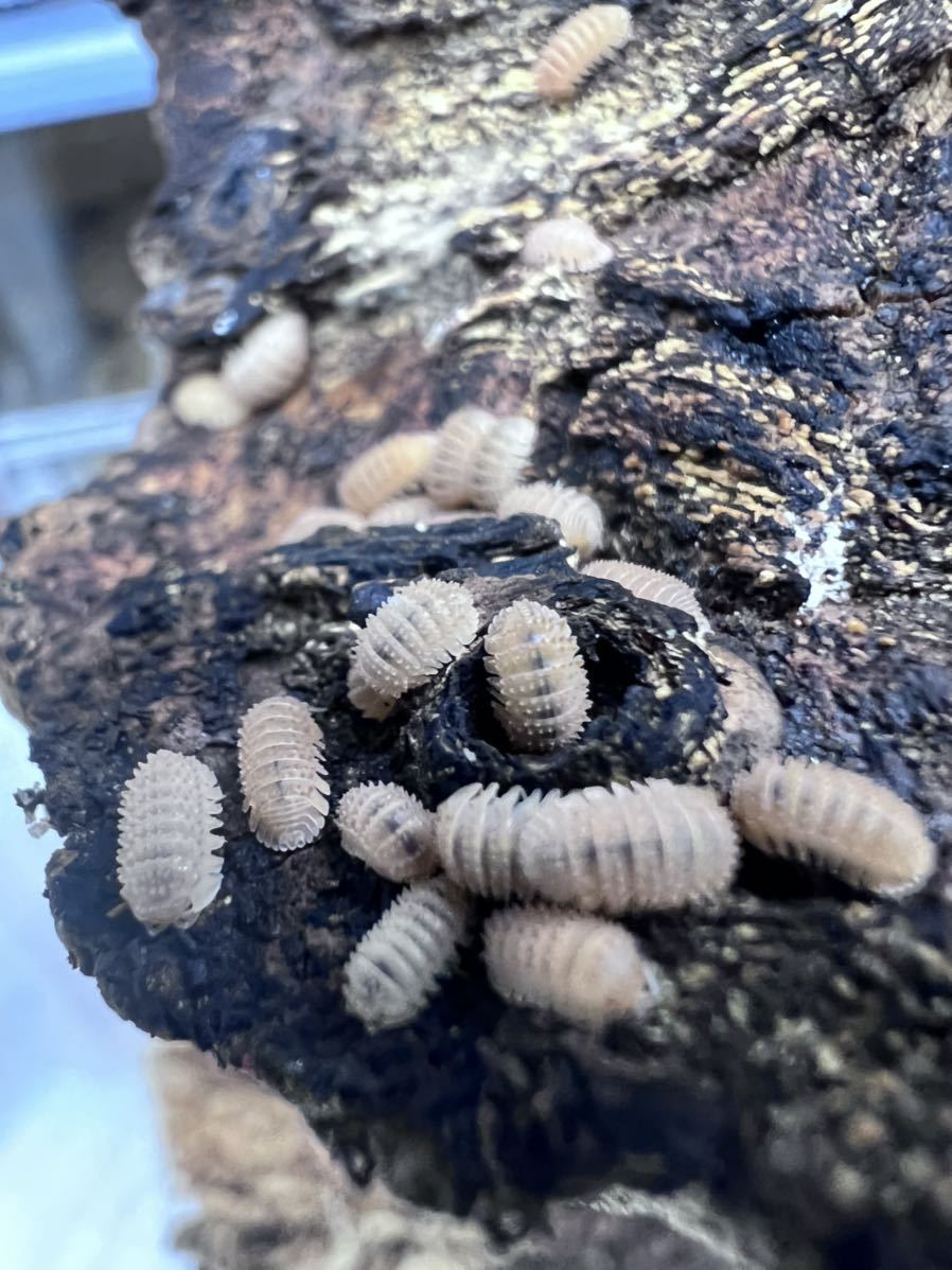 ムリカタム 5匹 フルアダルト 繁殖可能 成体 ダンゴムシ ヤマト運輸発送可能 虫類 売買されたオークション情報 Yahooの商品情報をアーカイブ公開 オークファン Aucfan Com ムリカタム 5匹 フルアダルト 繁殖可能 成体 ダンゴムシ ヤマト運輸発送可能 虫類 売買されたオークション情報 Yahooの商品情報をアーカイブ公開 オークファン Aucfan Com