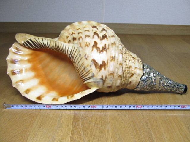 特大 法螺貝(ホラ貝) 重さ:約1260g 歌口は青貝です / 修験道 山伏 大