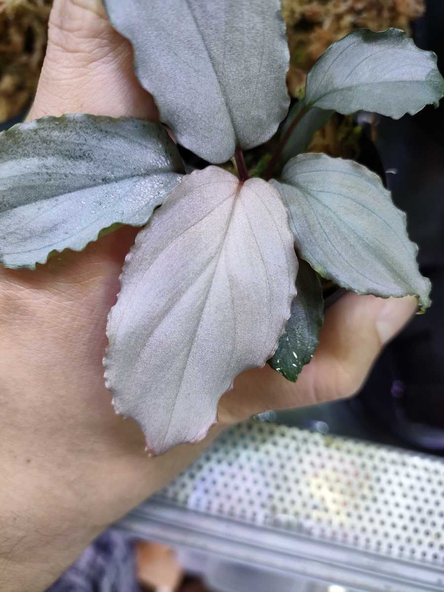 Homalomena sp.Platinum Frill ホマロメナ プラチナフリル