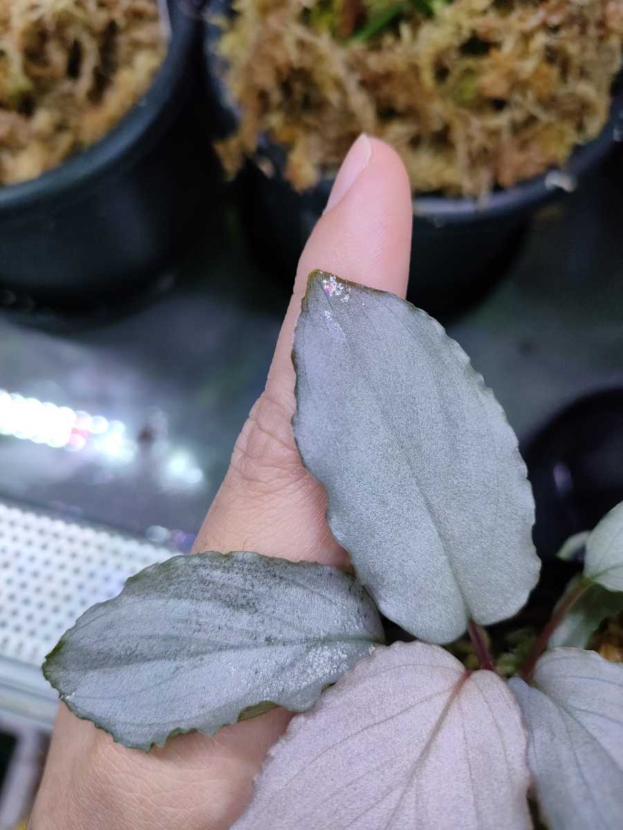 Homalomena sp.Platinum Frill ホマロメナ プラチナフリル