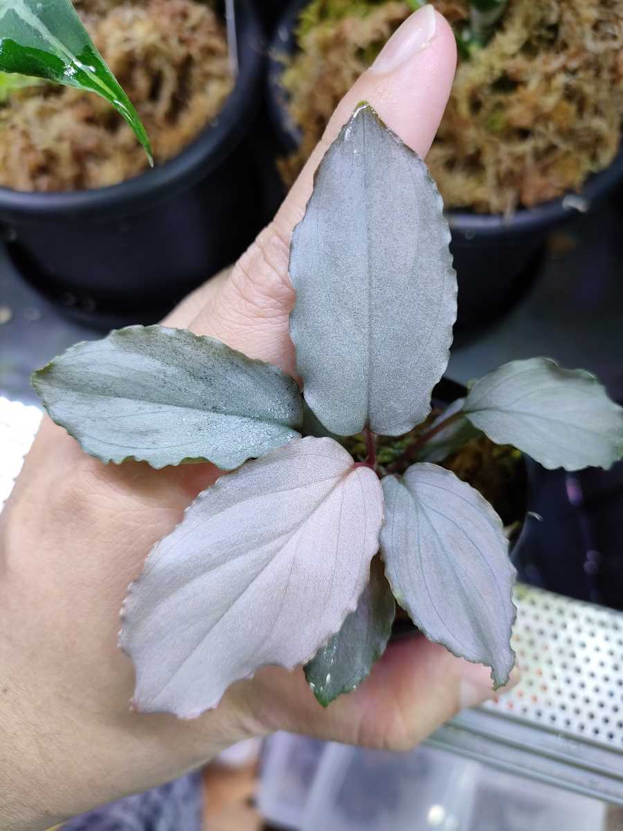 ホマロメナHomalomena sp. Platinum Frillパルダリウム-