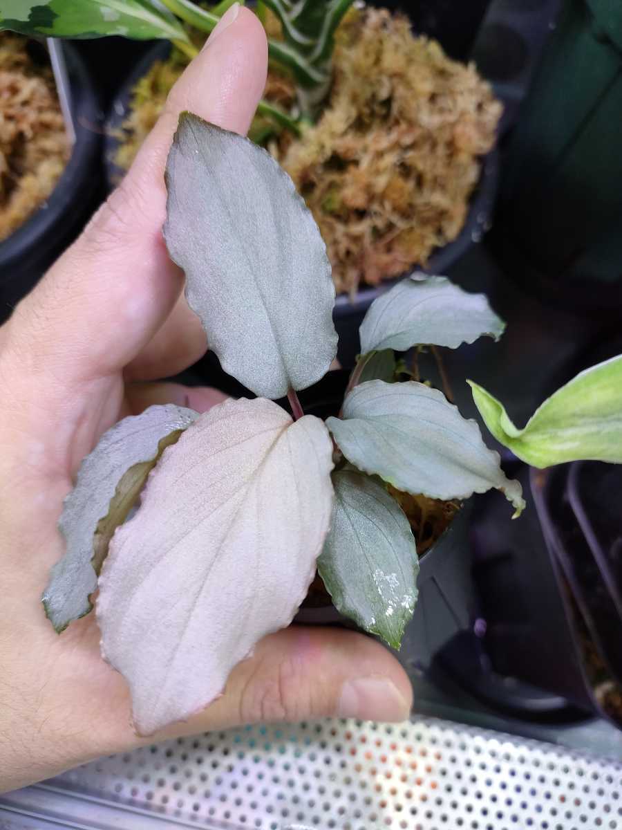 Homalomena sp.Platinum Frill ホマロメナ プラチナフリル