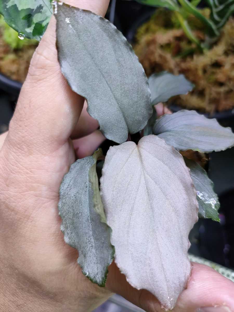 Homalomena sp.Platinum Frill ホマロメナ プラチナフリル