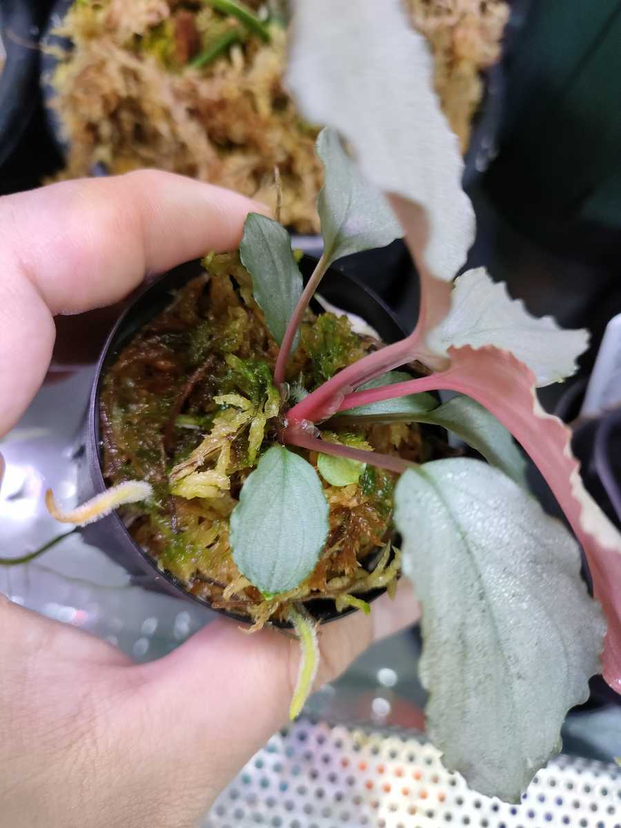 Homalomena sp.Platinum Frill ホマロメナ プラチナフリル