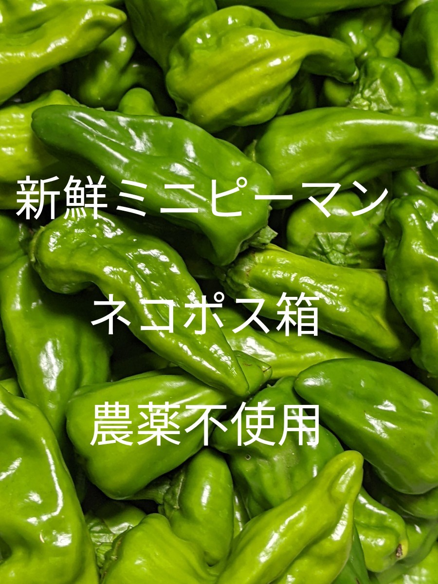 ③岡山県産 新鮮ミニ ピーマン ネコポス箱 農薬不使用|PayPayフリマ