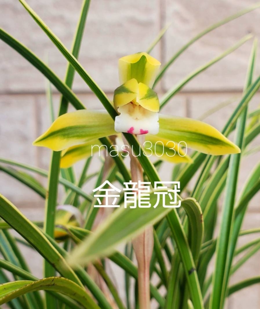 日本春蘭 金龍冠 花芽付き
