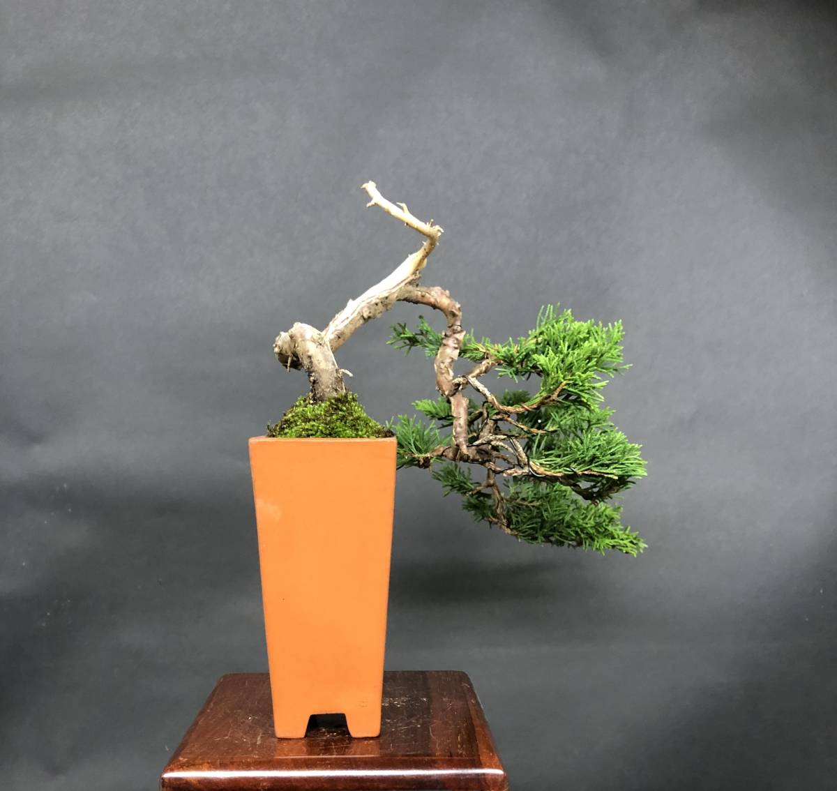 Yahoo!オークション - 【糸魚川真柏】② 小品盆栽 懸崖 上下18cm