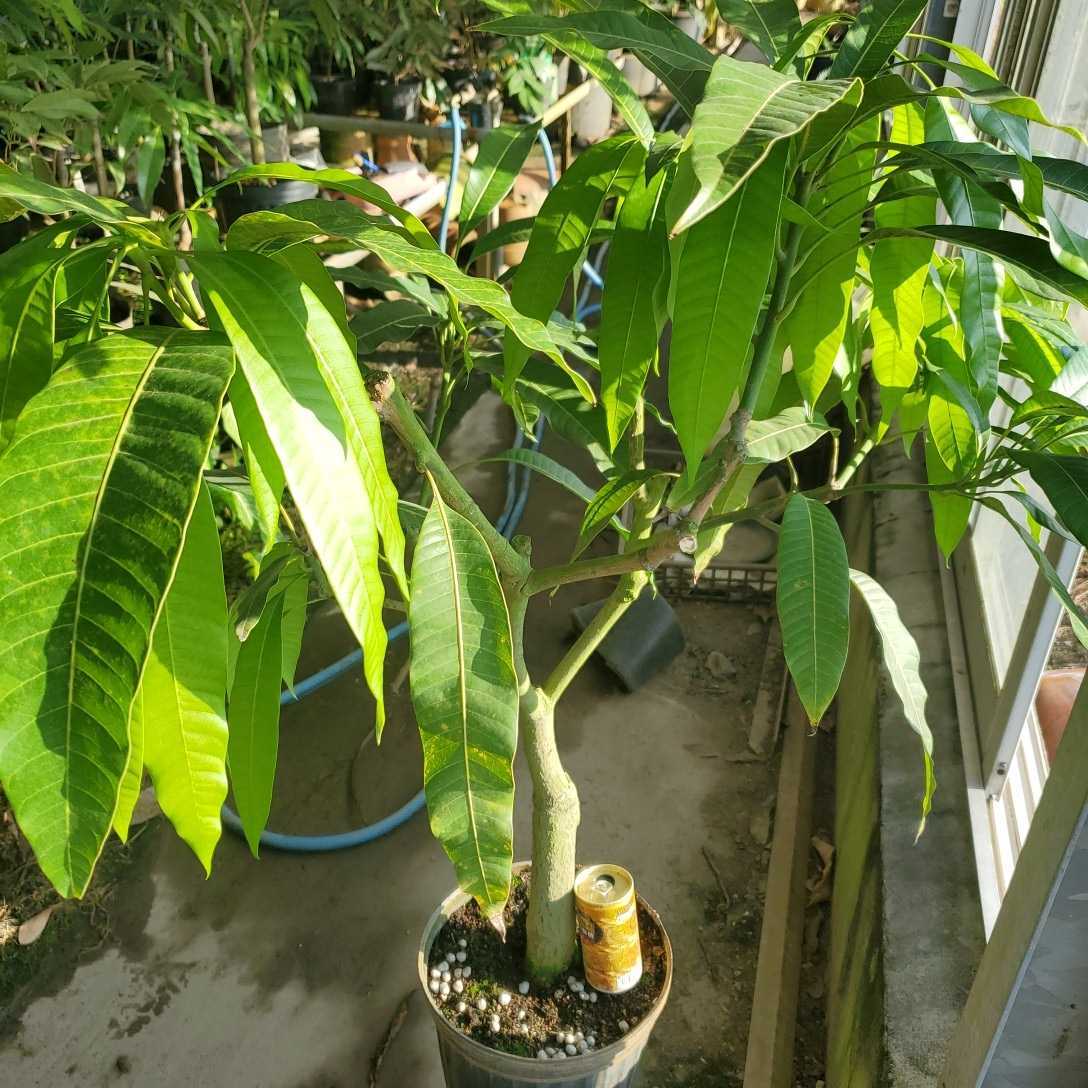 マンゴーの中でも超人気のアーウィン 宮崎マンゴーです。 実付き経験の１０年以上のがっちりした太い苗木です。