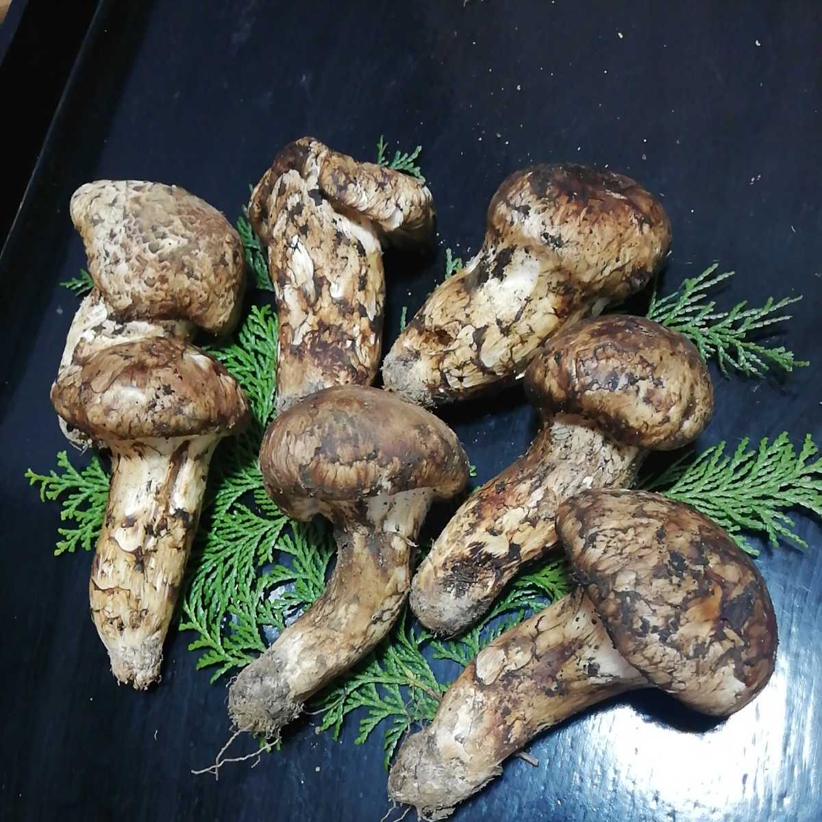 ヤフオク! - 【クール便送料無料④】信州産 松茸 国産 長野県