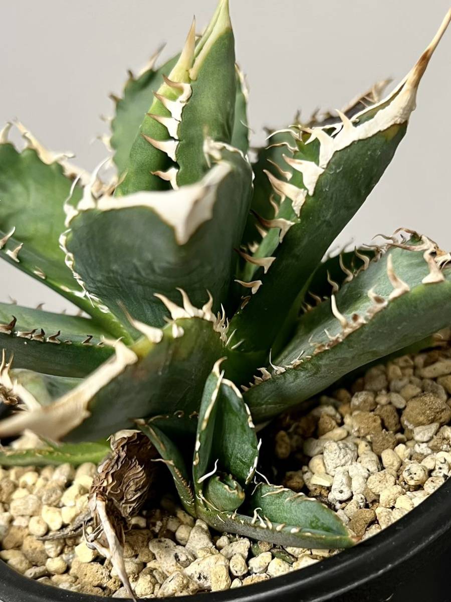 早割クーポン 実生約30株 アガベ チタノタ オテロイ agave oteroi アガベオテロイ チタノタブルー2株セット②