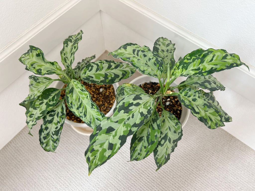 アグラオネマ トリカラー ピクタム ラプラス 箱個体 Aglaonema pulpen.org