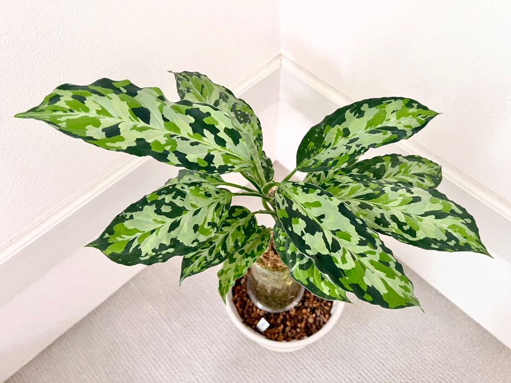 アグラオネマ トリカラー ピクタム ラプラス 箱個体 Aglaonema