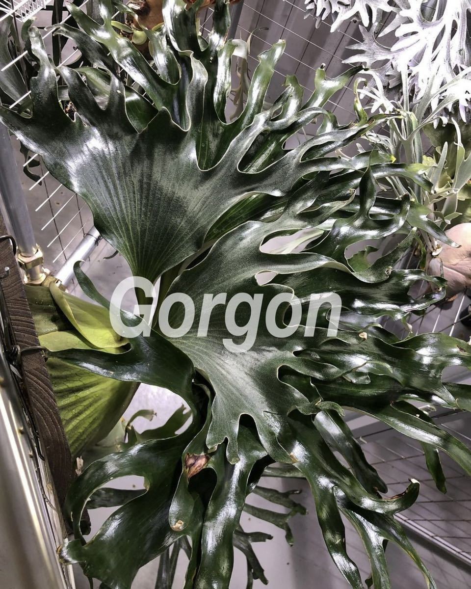 を販売 ビカクシダ アルマダ Gorgon www.doblemagnum.com