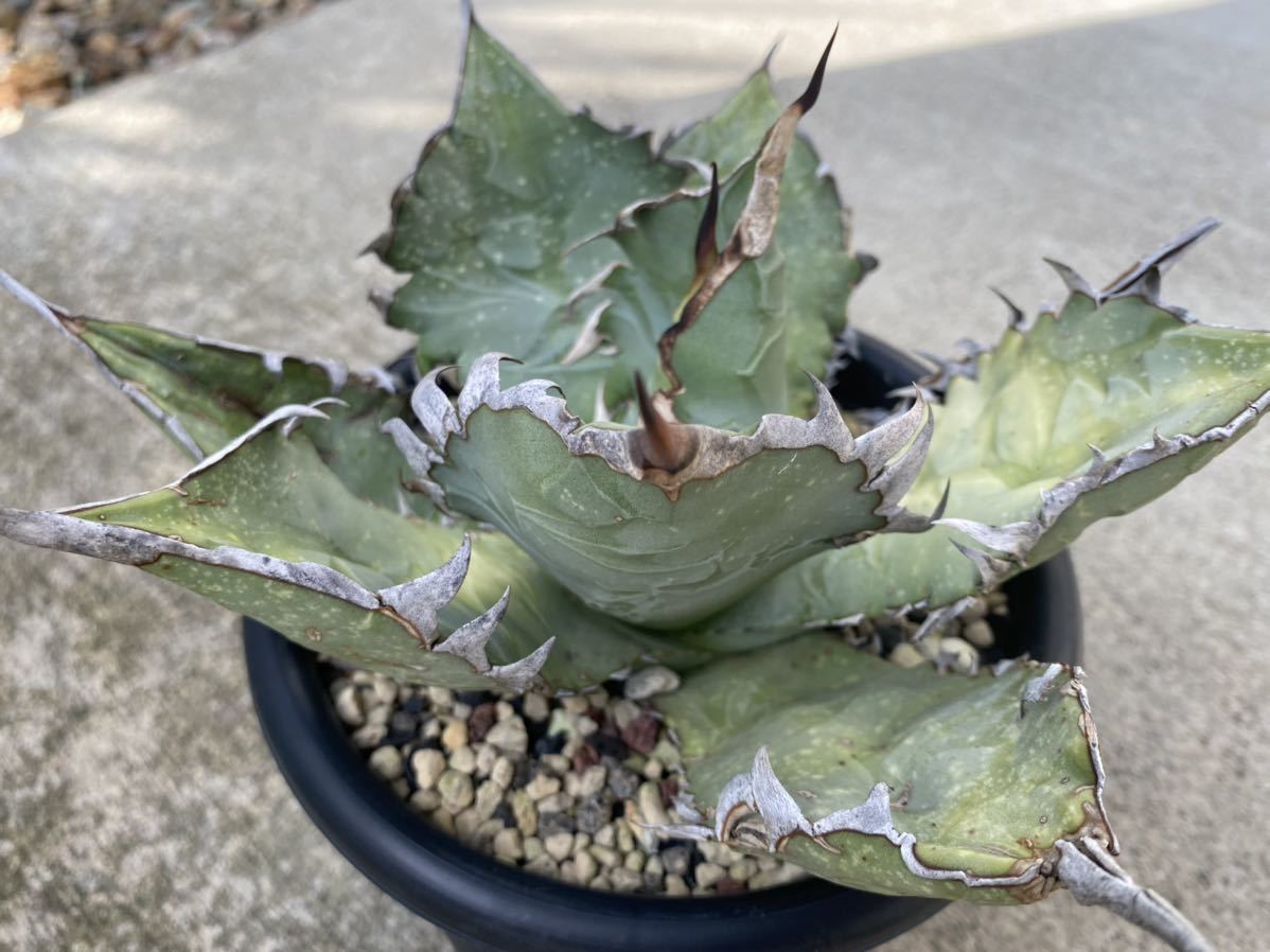 選抜 オアハカ 鉢植え 発根済 アガベ チタノタ | bergosafety.com.br