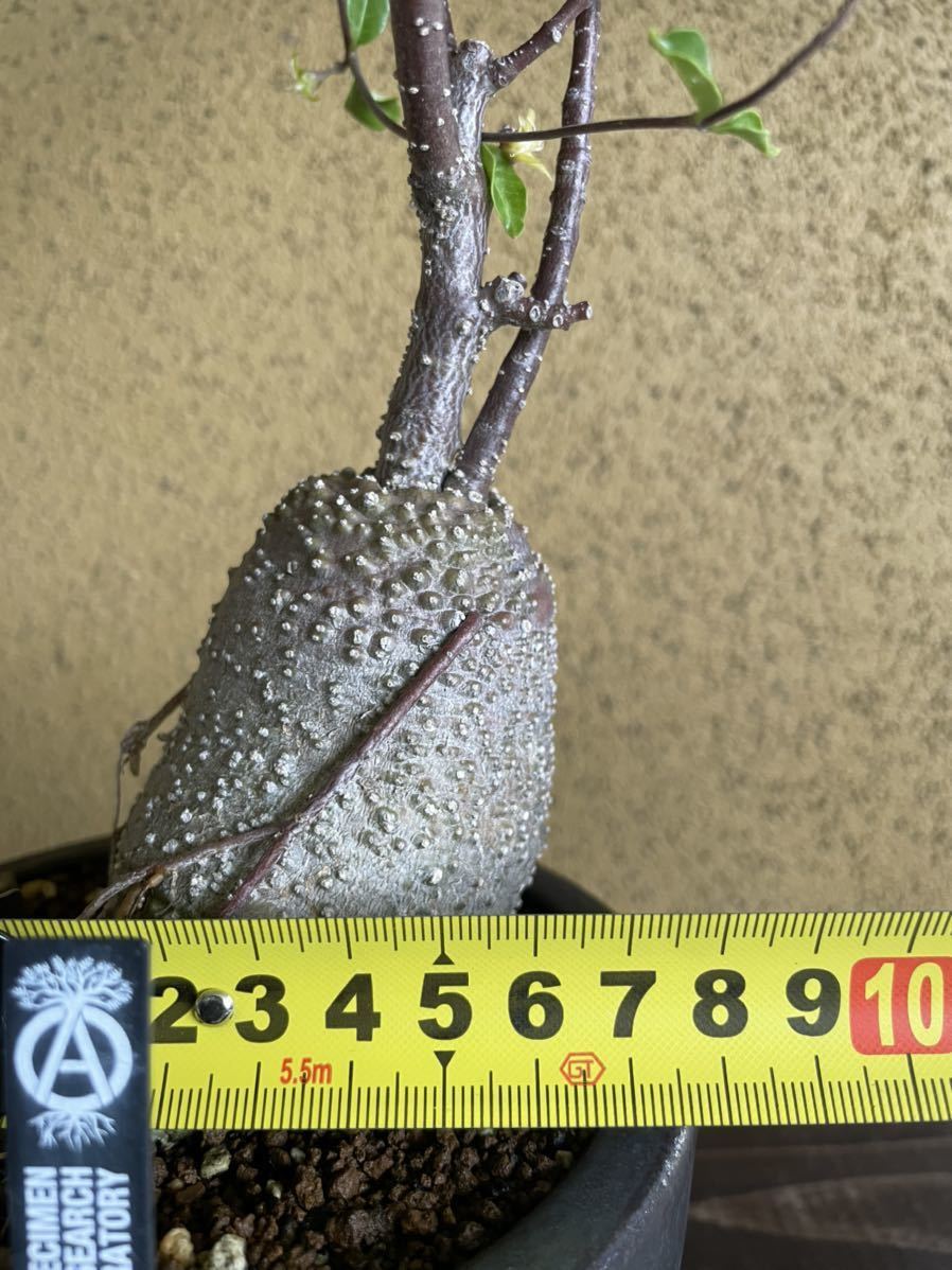 フォッケア エデュリス 火星人 検索) コーデックス 塊根植物 パキポディウム ネイバーフッド SRL_画像4