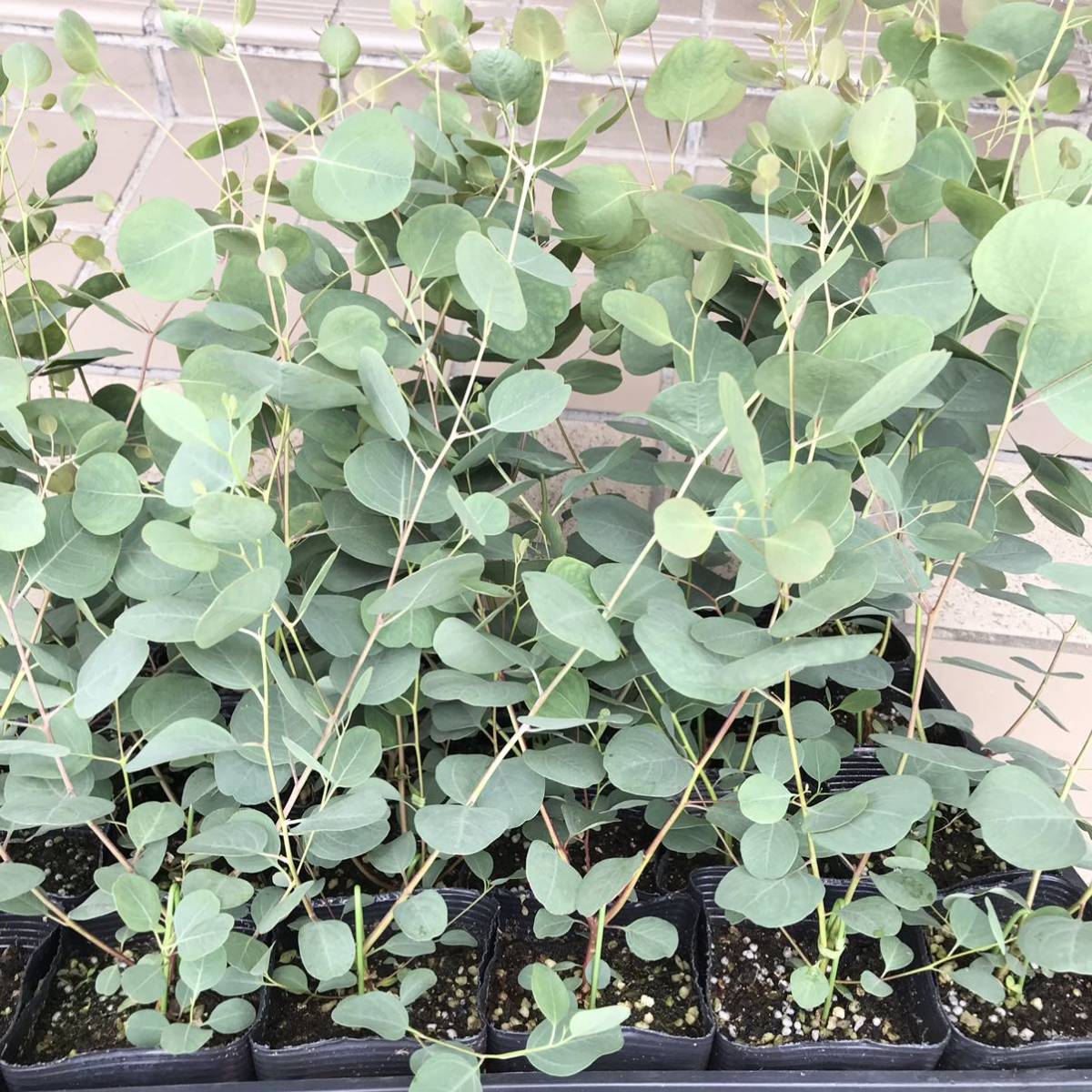  eucalyptus popolas seedling 2 pot 