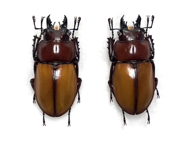  light brown maru spring stag beetle ( before regulation collection goods ) insect specimen no.34