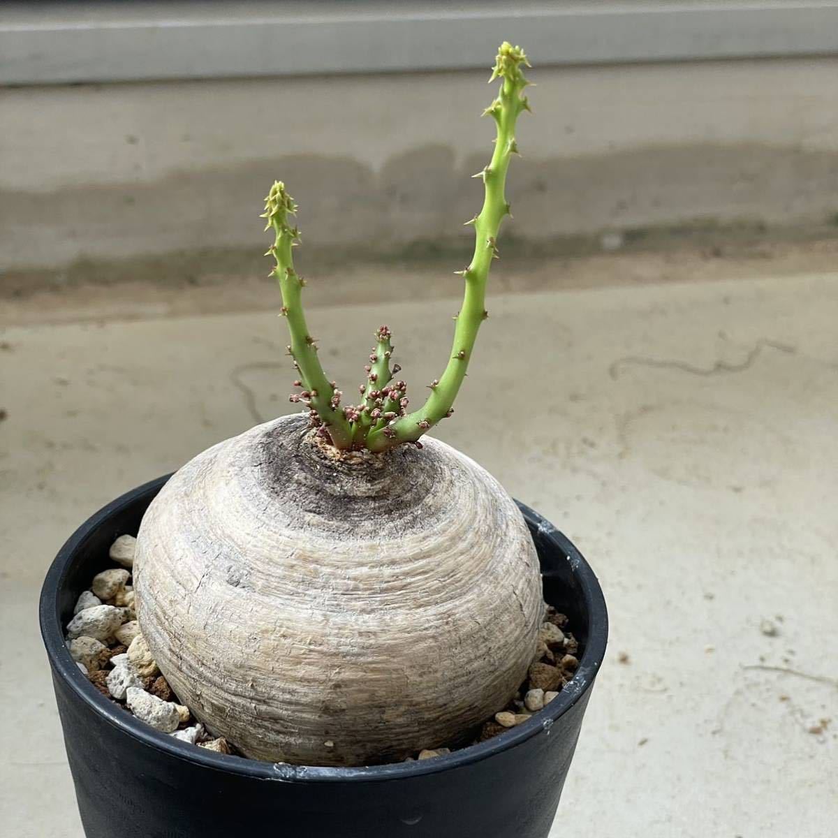 紺×赤 現地株 発根済ユーフォルビア デシドゥア【Euphorbia decidua