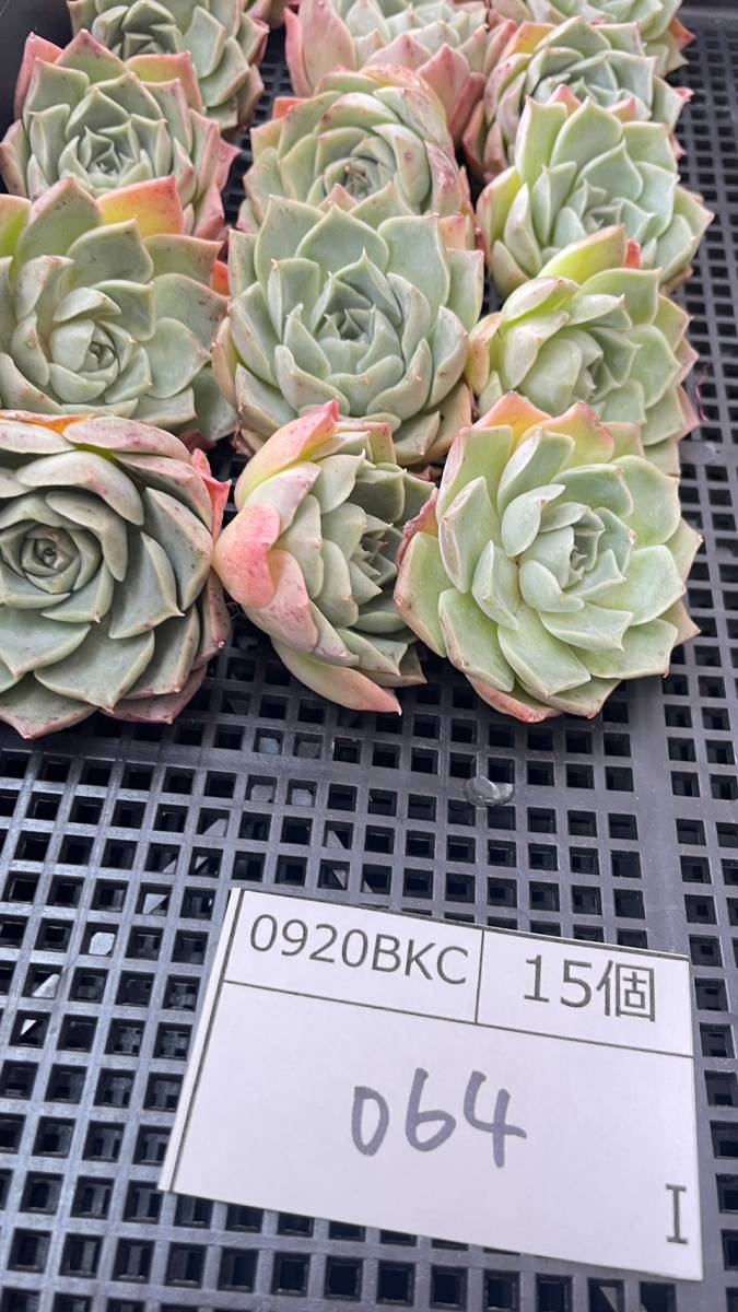 0920-064 アメイジンググレイスHyb 15個 多肉植物 韓国 エケベリア 9