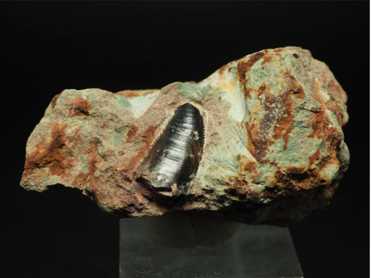 新産地!激レア!漆黒のラプターの歯【17.5mm】モロッコ王国産/化石 ...