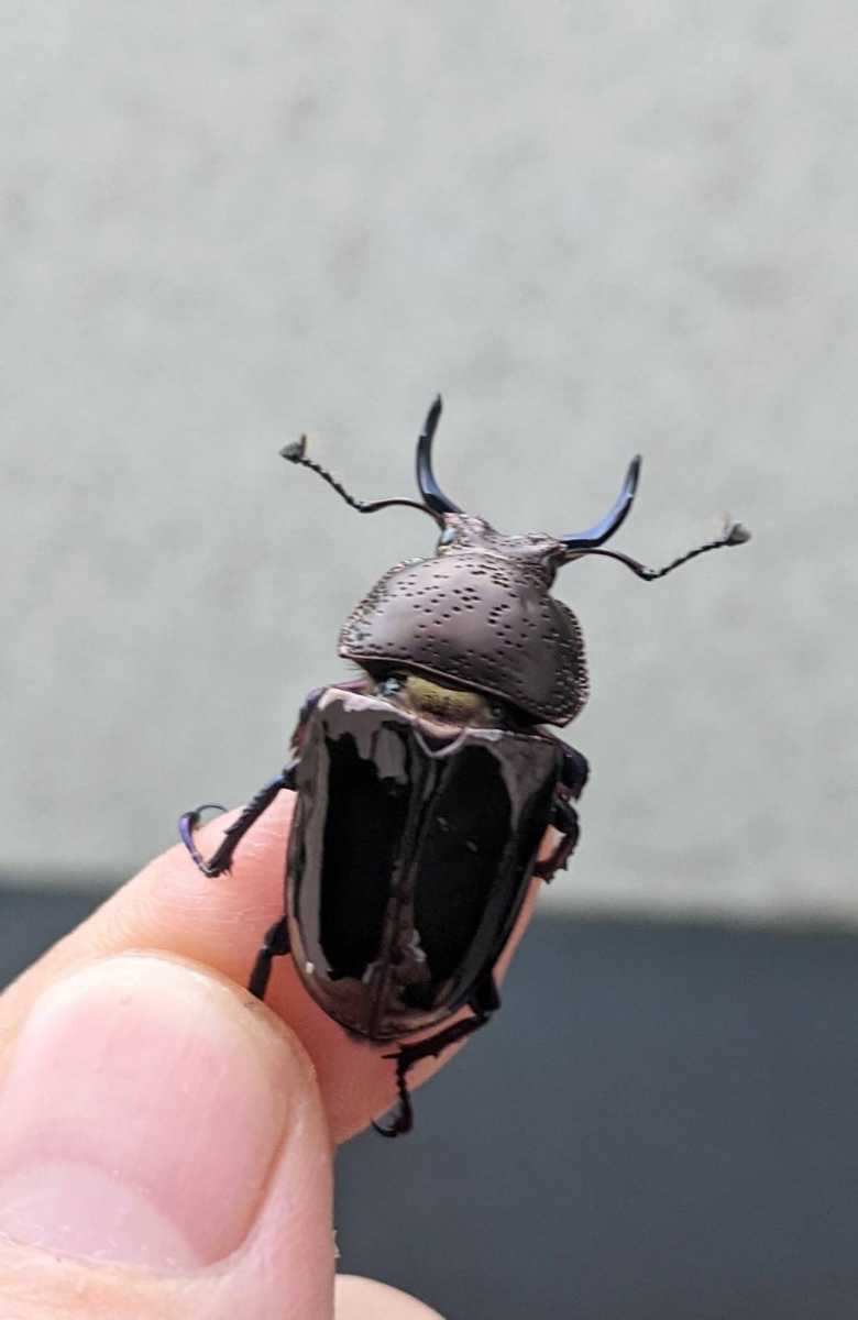 J-KUWA】ドウイロクワガタ 新成虫ペア ドウイロ www.zenoutdoors.com