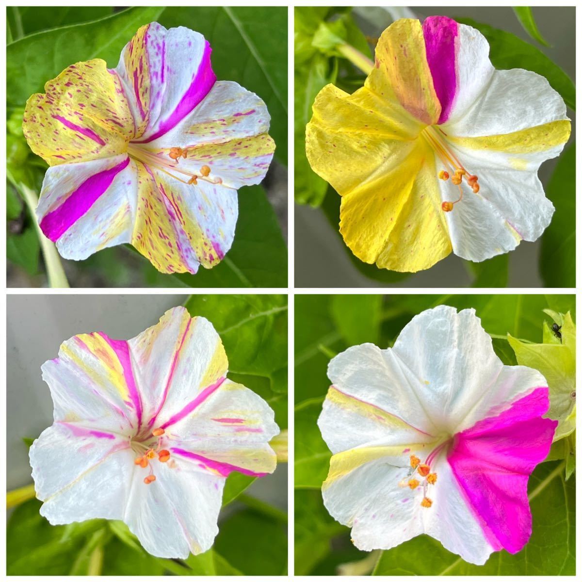 Paypayフリマ オシロイバナの種 白 黄 ピンク 粒 No 4 花の種 Paypayフリマ オシロイバナの種 白 黄 ピンク 粒 No 4 花の種
