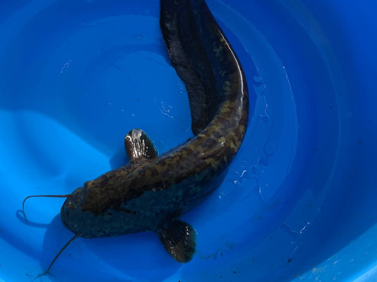 天然琵琶湖産 イワトコナマズ venezaconstrucao.com.br