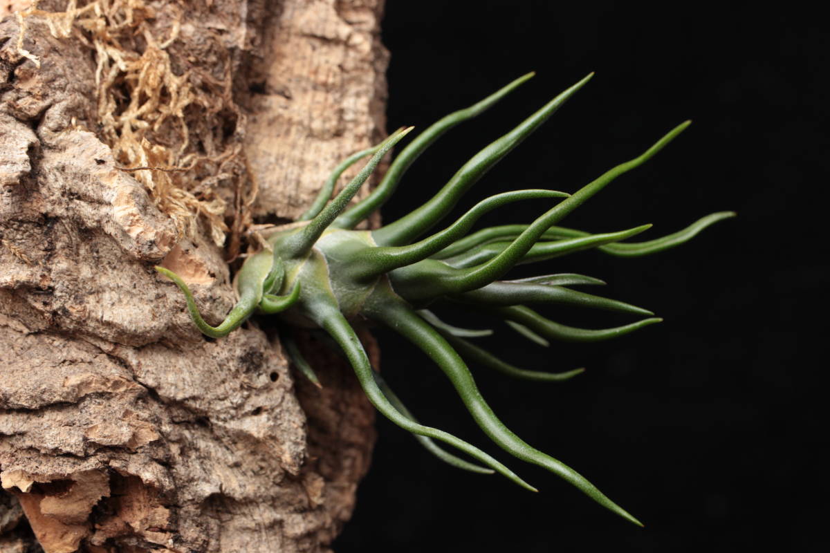 Tillandsia bulbosa 'Tiny Dancer' ブロメリア チランジア ...