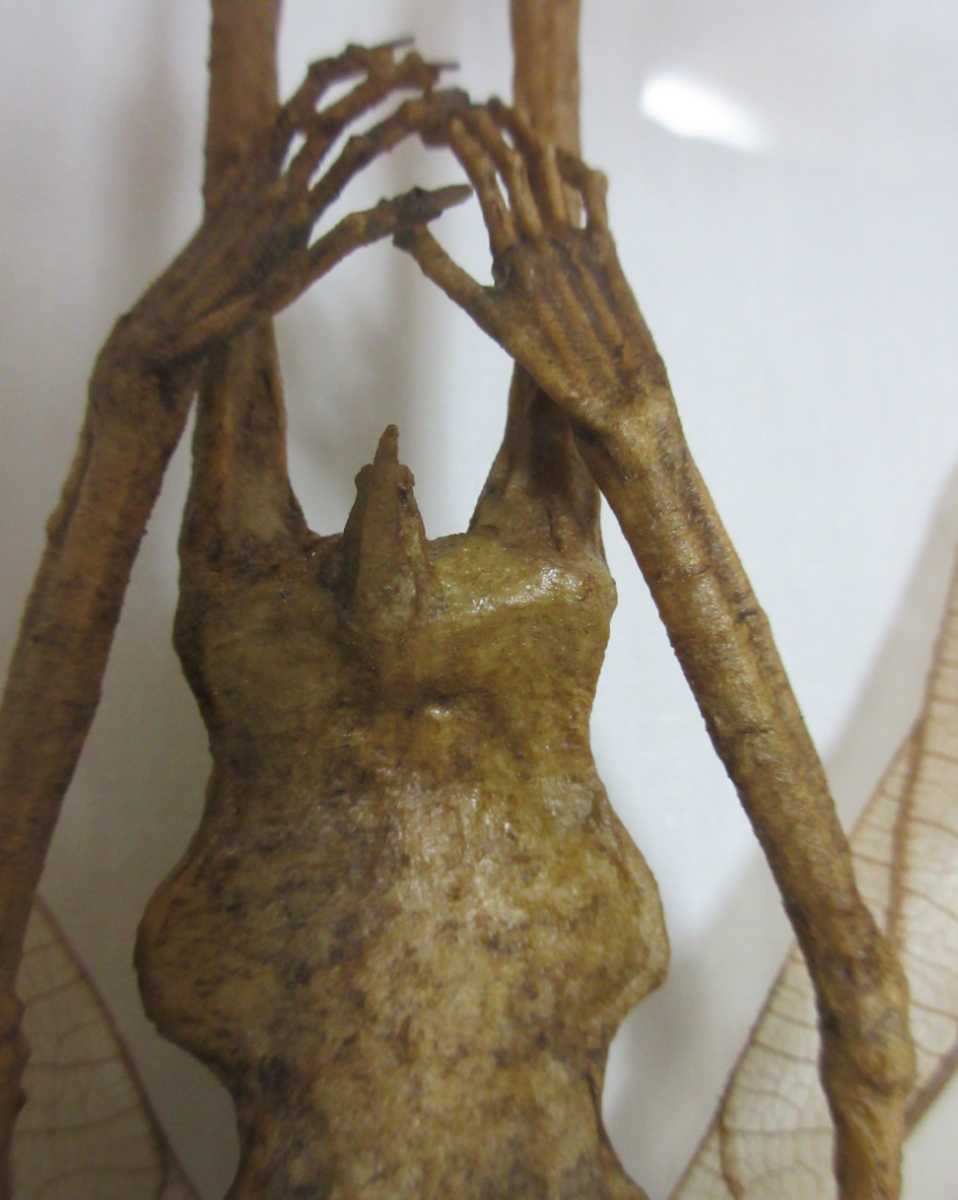 幻獣 妖精 標本 虫人間 真作 江本創 幻獣標本箱 収録作品 幻獣 妖精 標本 虫人間 真作 江本創 幻獣標本箱 収録作品