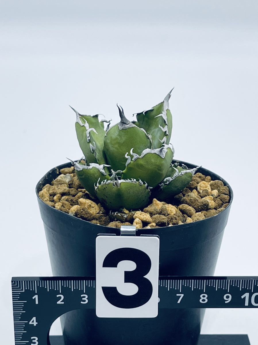 3. アガベオテロイAgave oteroi 実生株 沖永良部島産 3. アガベオテロイAgave oteroi 実生株 沖永良部島産
