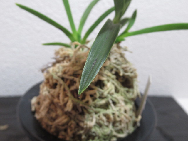 INZ富貴蘭【 羆!!!】フウキラン・春蘭・古典園芸・観音竹 鉢植え INZ富貴蘭【 羆!!!】フウキラン・春蘭・古典園芸・観音竹 鉢植え