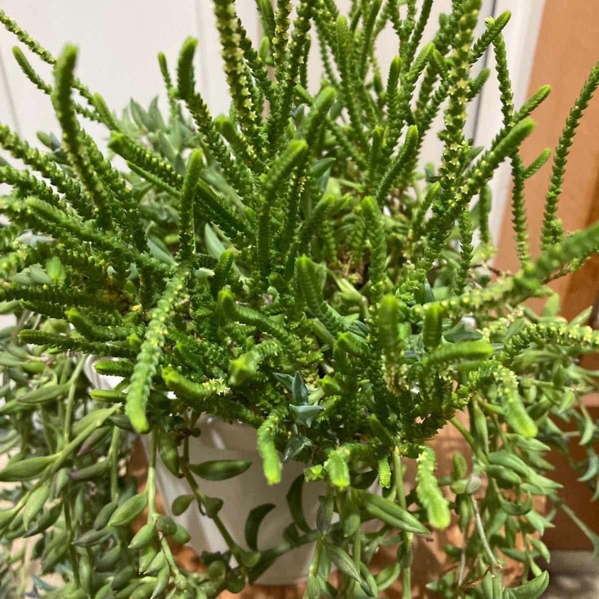 Paypayフリマ 多肉植物 ルビーネックレス ドルフィンネックレス 三日月ネックレス 若緑 4種類 本 Paypayフリマ 多肉植物 ルビーネックレス ドルフィンネックレス 三日月ネックレス 若緑 4種類 本