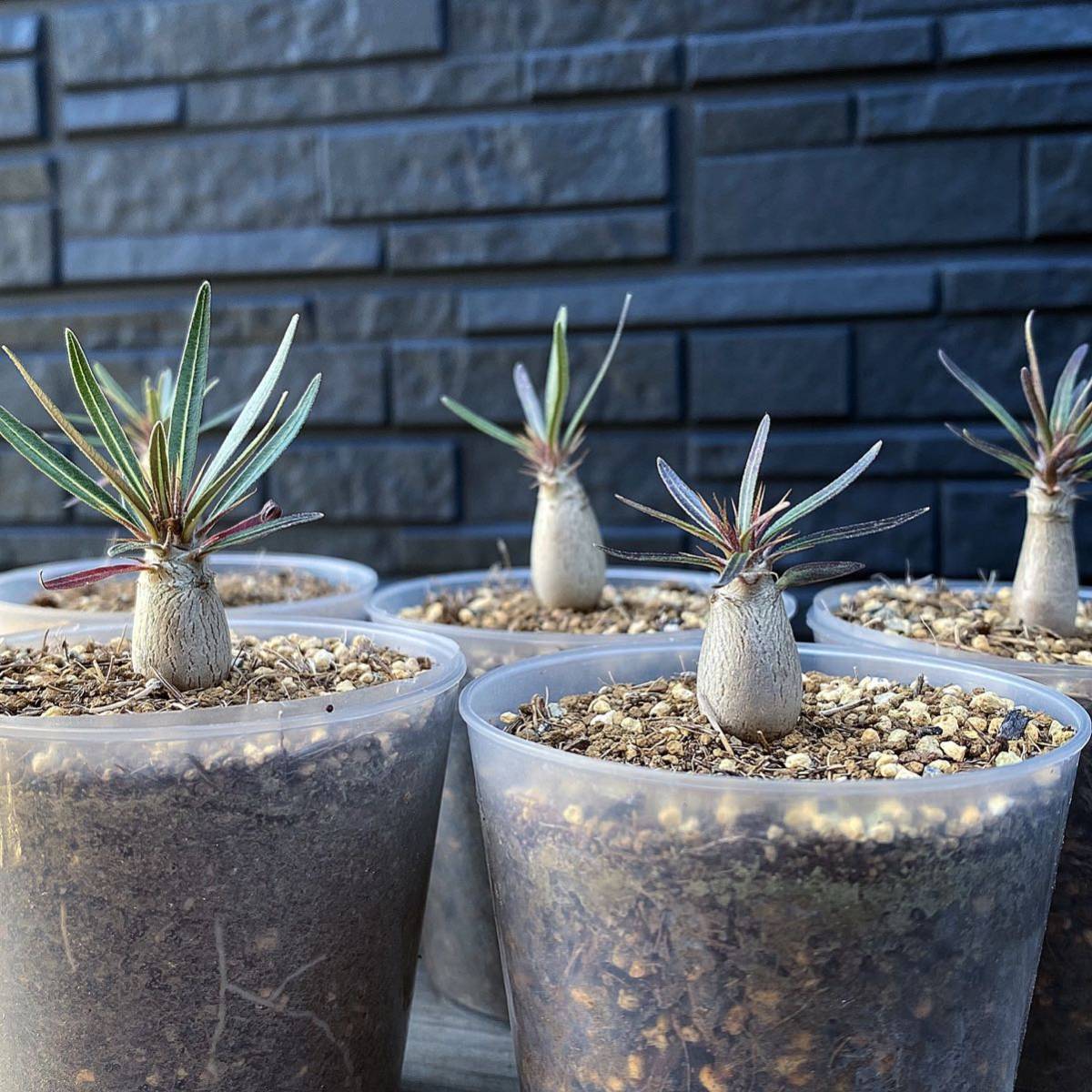 パキポディウム・グラキリス③ 5株 ”象牙宮” (Pachypodium rosulatum