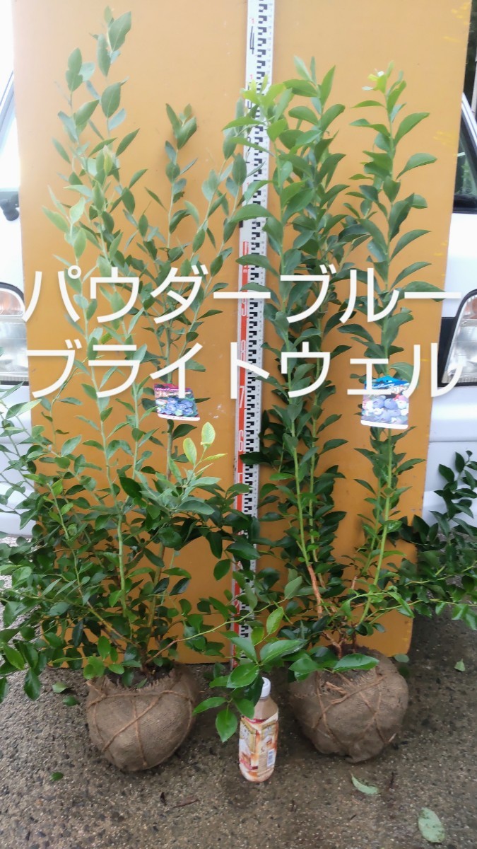 60%割引ブルーベリー苗 パウダーブルーブライトウェル中苗2本セット - www.olympicscientific.ca 60%割引ブルーベリー苗 パウダーブルーブライトウェル中苗2本セット - www.olympicscientific.ca