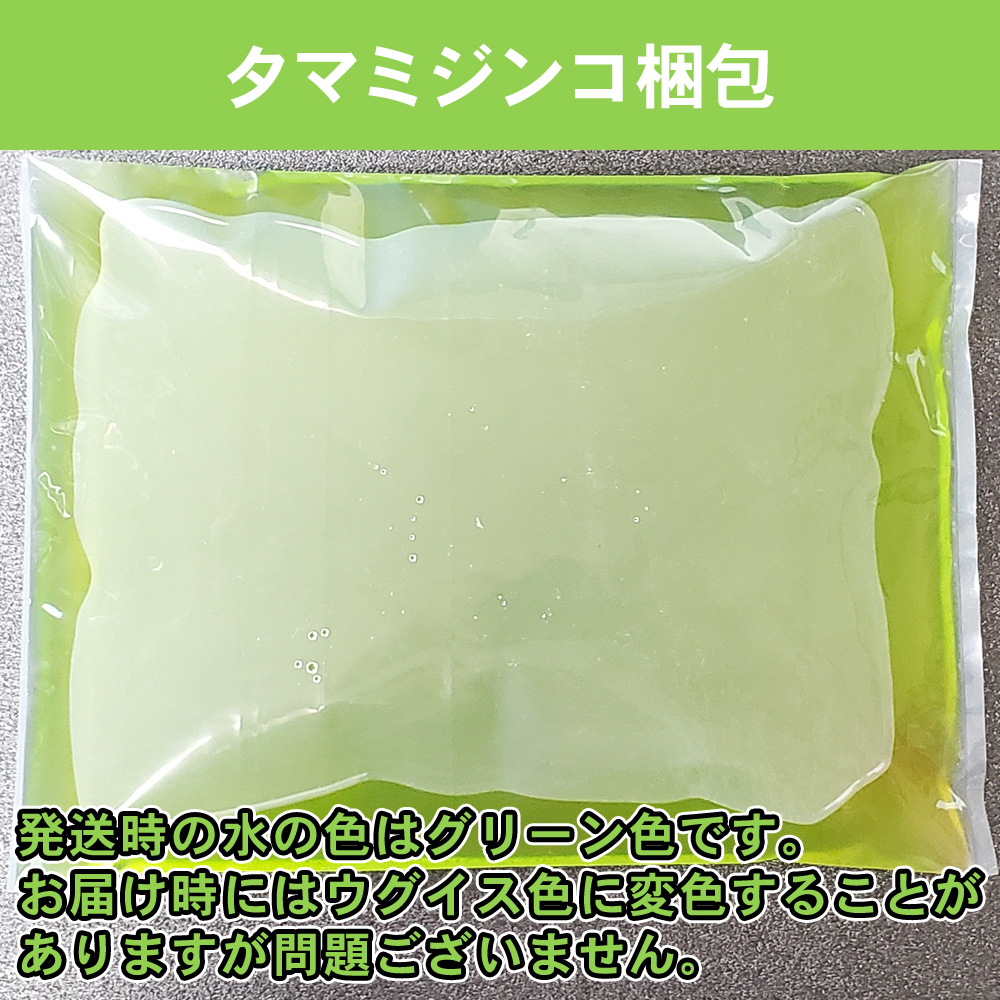 ■送料無料■タマミジンコ0.5g（500匹以上:死着保証あり:ネコポス:自家培養:クロレラ水入り:ムックリワーク5g付）_画像3