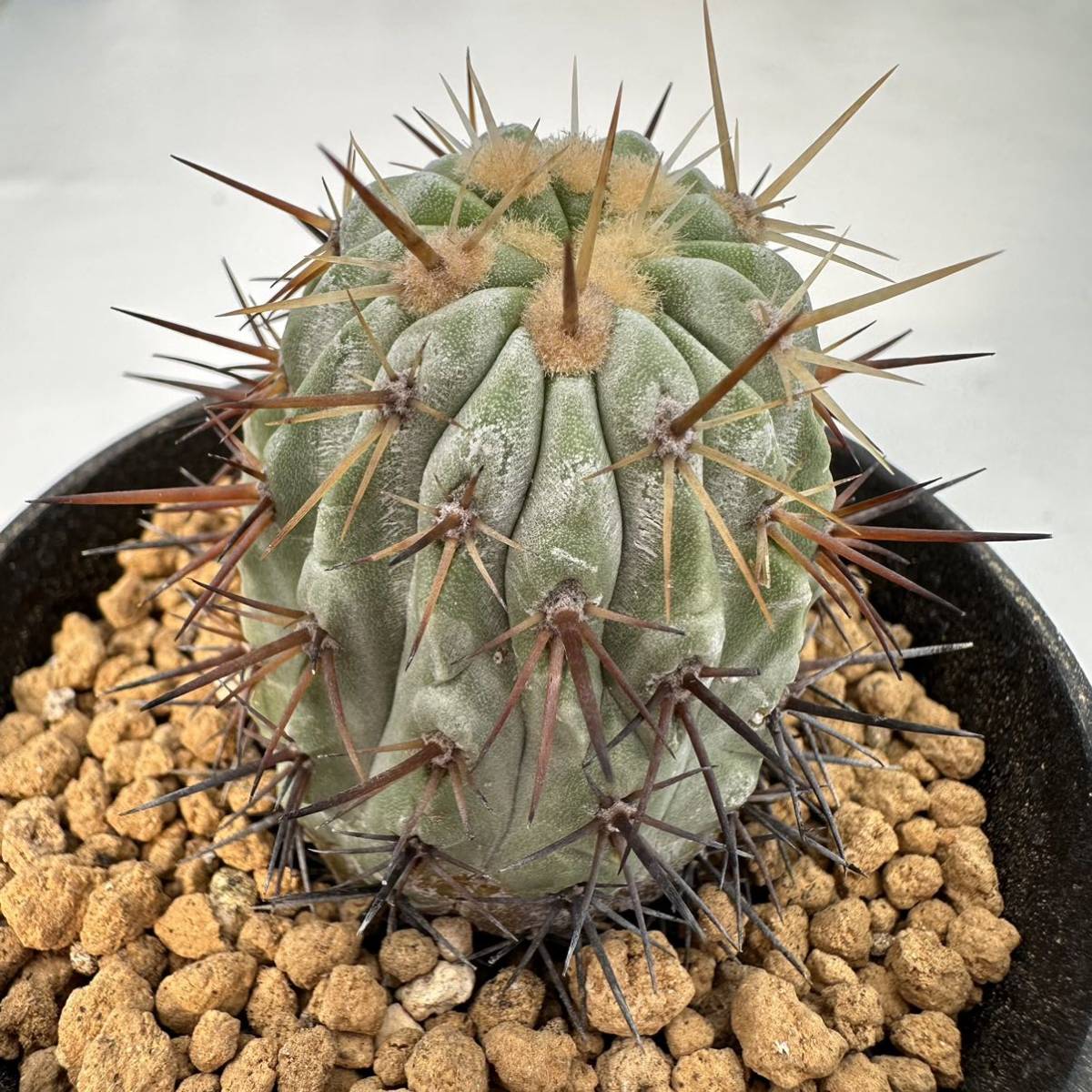 ◇コピアポア 孤竜丸 現地球 自根◇サボテン・多肉植物 ◇1281 ◇コピアポア 孤竜丸 現地球 自根◇サボテン・多肉植物 ◇1281