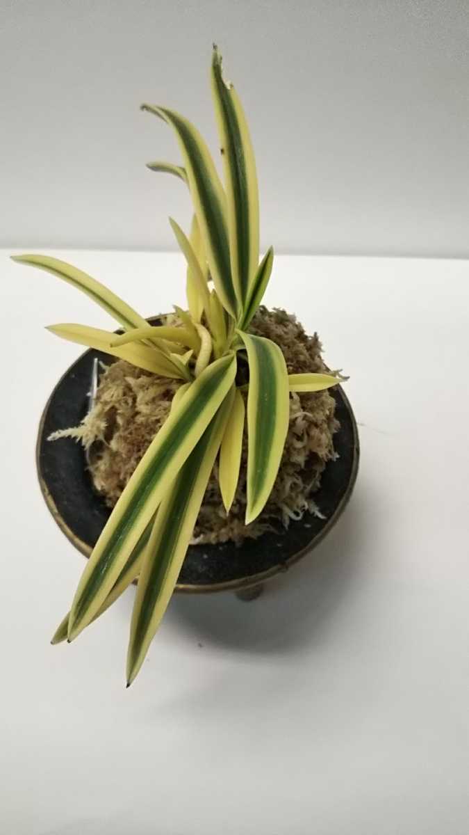 富貴蘭 満月 富貴蘭 満月
