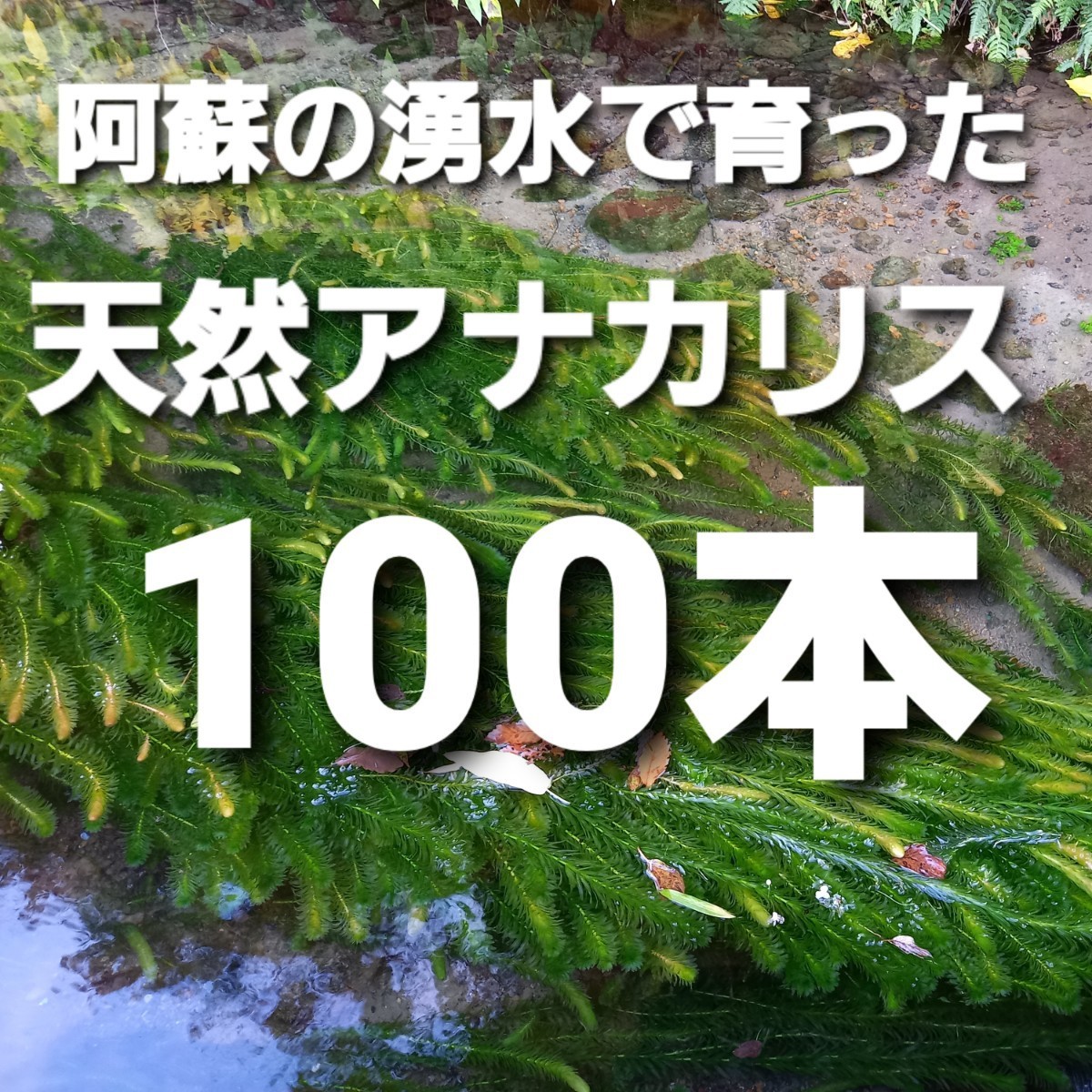 100本以上 阿蘇の湧水で育った水草 天然アナカリス