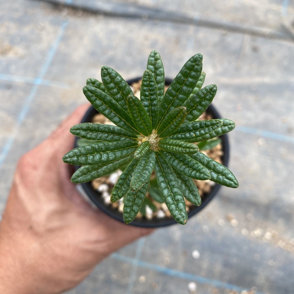 実生株) ドルステニア ギガス ブラータ dorstenia gigas f 実生株) ドルステニア ギガス ブラータ dorstenia gigas f
