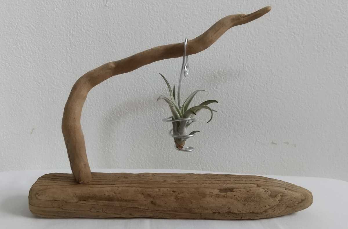 * driftwood * hand made * air plant hanger * air plant holder * interior * display 