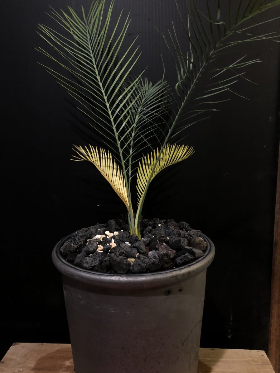 マクロザミア・マクドンネリー(Macrozamia macdonnellii) 斑入り マクロザミア・マクドンネリー(Macrozamia macdonnellii) 斑入り