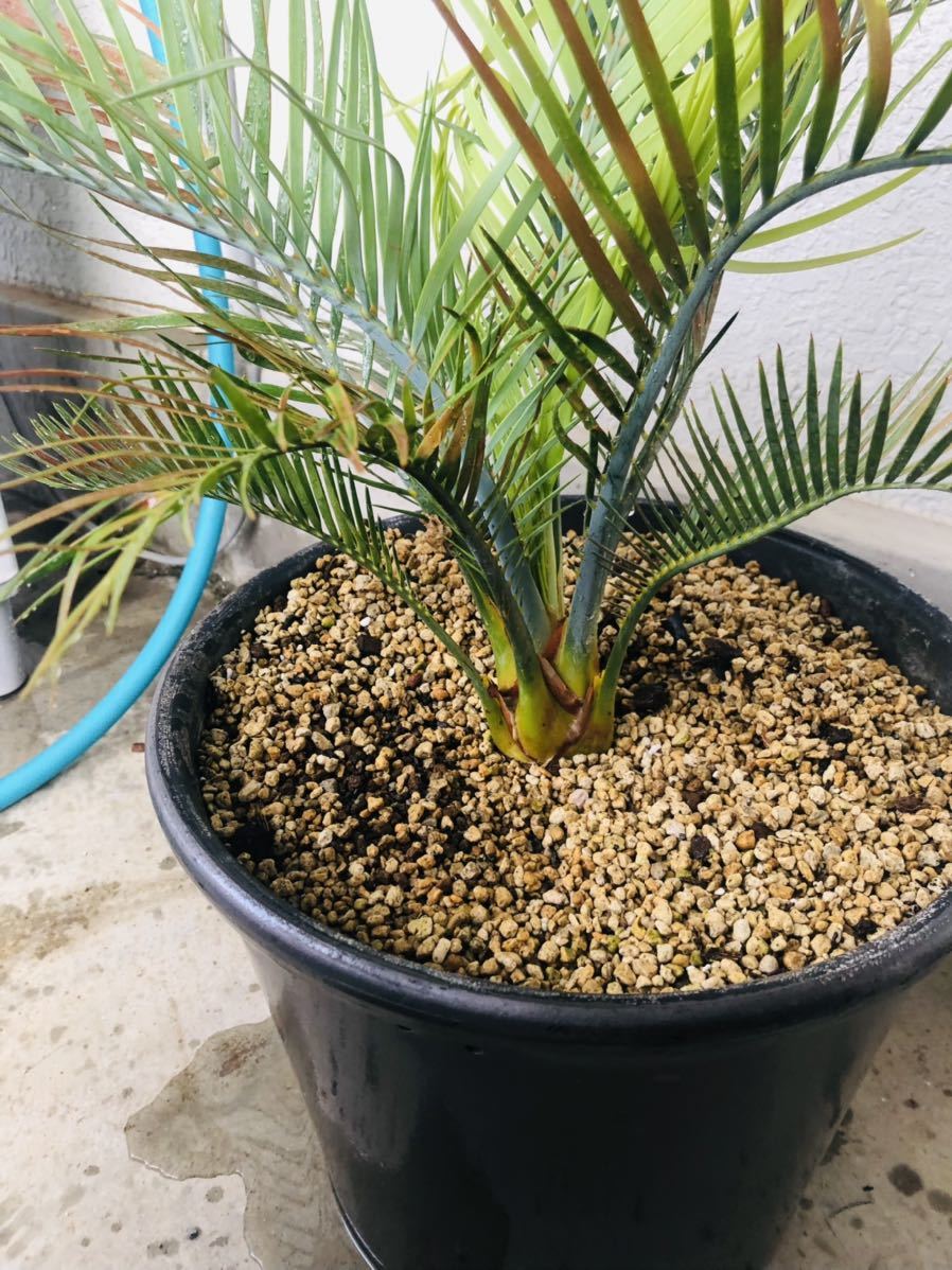マクロザミア・マクドンネリー(Macrozamia macdonnellii) 斑入り マクロザミア・マクドンネリー(Macrozamia macdonnellii) 斑入り