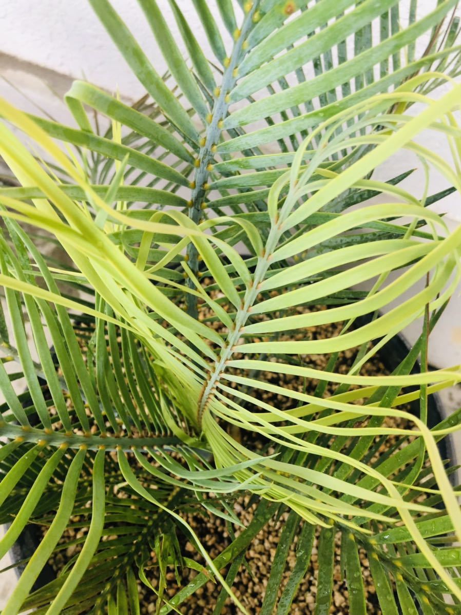 マクロザミア・マクドンネリー(Macrozamia macdonnellii) 斑入り マクロザミア・マクドンネリー(Macrozamia macdonnellii) 斑入り