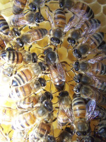 花粉交配用蜜蜂 （セイヨウミツバチ）交尾済み 女王蜂